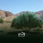 توری ضد پرنده