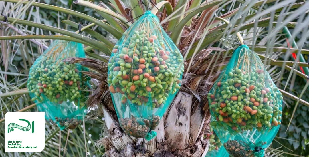 مزایای کیسه محافظ خرما