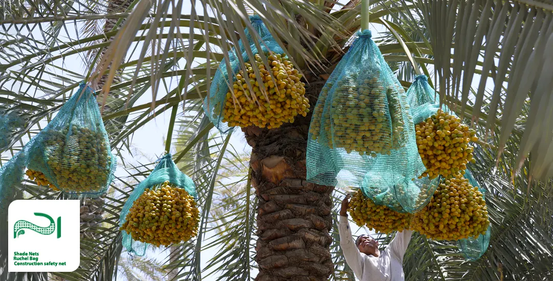 خرید و نصب کیسه پوشش خرما
