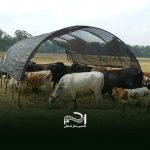 توری سایبان دامداری