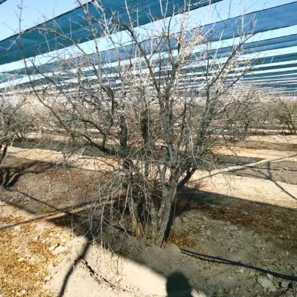 توری سایبان ضد آفتاب‌سوختگی