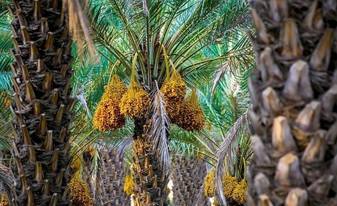 کیسه محافظ خرما، کیسه خوشه خرما