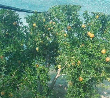 توری ضد آفتاب سوختگی