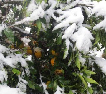 تنش سرمایی مرکبات