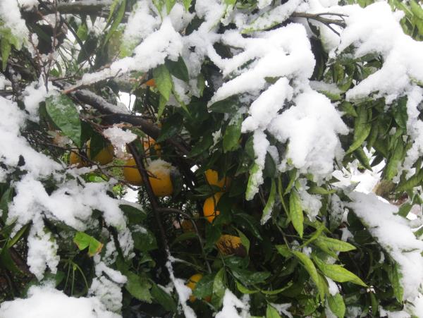 تنش سرمایی مرکبات