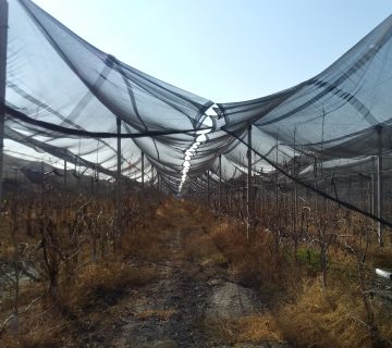 ضد تگرگ مونوفیلامنت