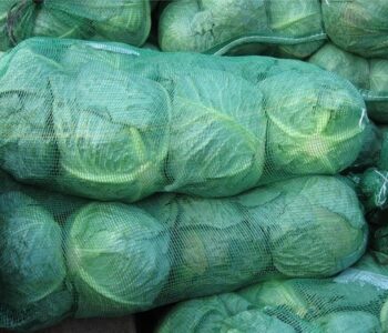 highly-nutritional-and-long-shelf-life-fresh-cabbage-for-cooking-home-hotels-095