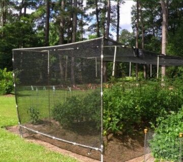 تاثیر توری سایبان بر فتوسنتز گیاهان