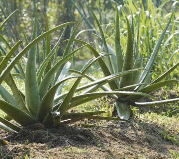 شید گلخانه برای آلوئه ورا