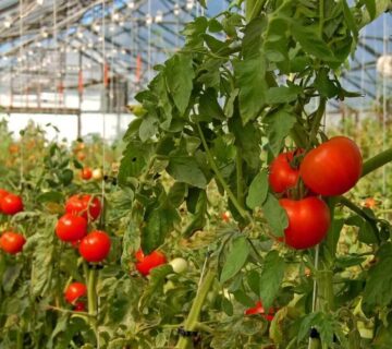 تاثیر شید گلخانه بر گیاه کوجه فرنگی